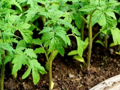 Баҡсасы апайым бәләкәй генә серен уртаҡлашты