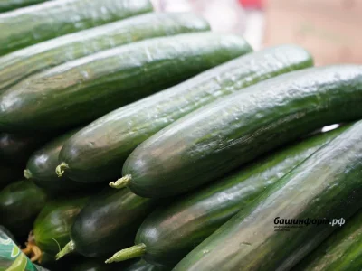 Башҡортостанда ҡыярҙың хаҡы төшкән