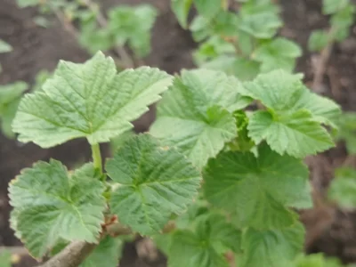 Ҡарағат япрағының иң тәмле, шифалы сағы