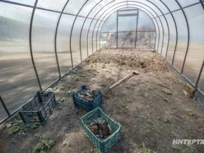 Теплицалағы ҡоротҡостарҙан нисек ҡотолорға?