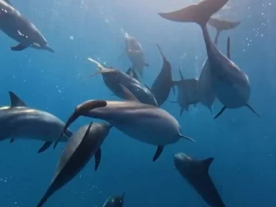 Башҡорт ҡурайы асыҡ диңгеҙҙә дельфиндарҙың иғтибарын йәлеп иткән