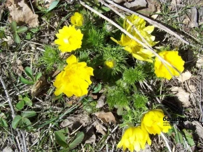 Башҡортостанда рекордлы эҫе көндәр дауам итә