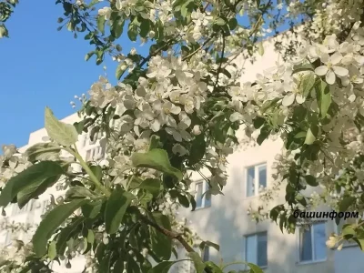 Республикала ҡыҫҡа эш аҙнаһы көтөлә