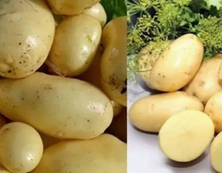 Был картуф сорттары 40 көндә өлгөрә!