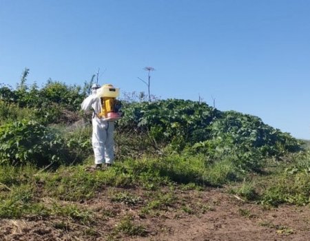Башҡортостанда Сосновский балтырғанына ҡаршы көрәш миҙгеле башланды