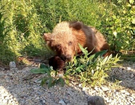 Республикала айыуға һунар итеүгә 130 рөхсәт ҡағыҙы бирелгән