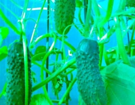 Тәҙрә төбөндә нисек ҡыяр үҫтерергә?