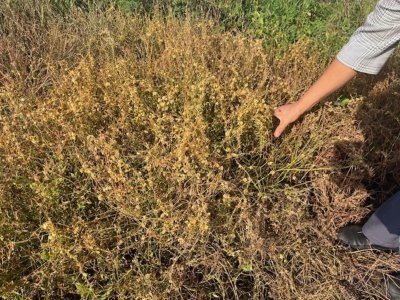 Башҡортостанда хәүефле үҫемлектәрҙе юҡ итеү тураһында закон ҡабул ителә