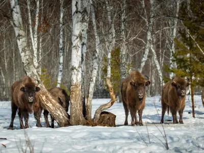 Башҡортостанда зубрҙар үрсетеү буйынса проект Президент фонды грантын алды