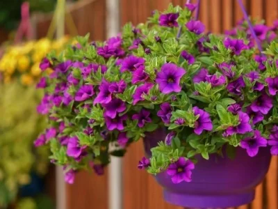 Петуния йомортҡа ҡабығы ярата