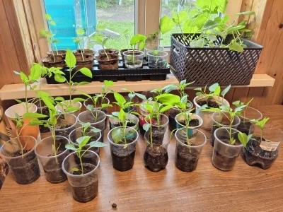 Февраль аҙағында һәм март дауамында нимәләр сәсергә?