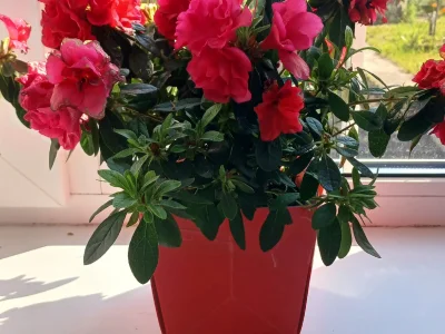 Гөлдәрең үлеп барһа...