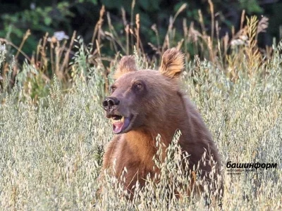Республикала һунарсыларға йыртҡыс йәнлектәрҙе аулаған өсөн аҡса түләй башлайҙар