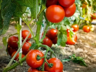 Яҙғы эштәр: ниндәй помидор сәсергә?