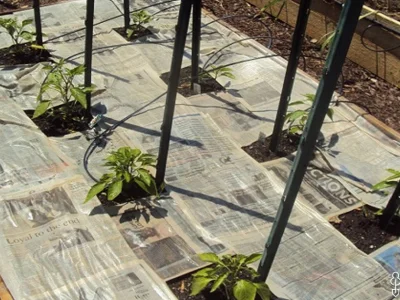 Гәзиттән ... ашлама