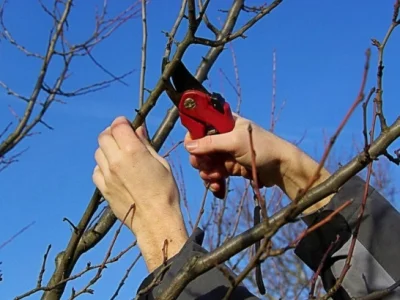 Баҡсала әле ниндәй эштәр үтәргә кәрәк?