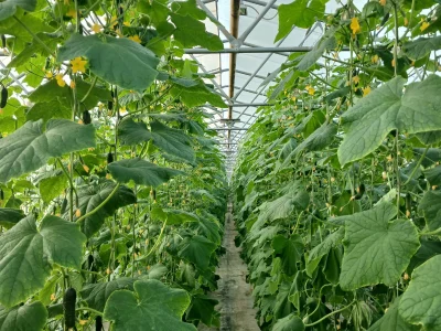 Ҡыярҙың ниндәй сорттары иң һәйбәте һанала?