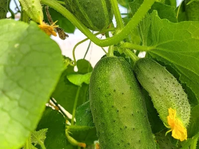 Бер төптән 150 ҡыяр алырһығыҙ!