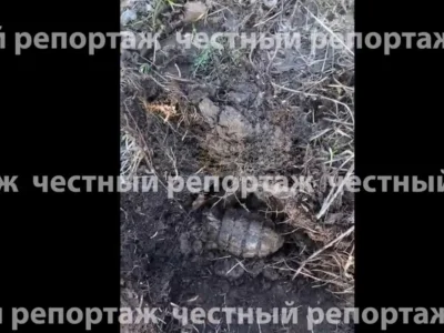 Иглин фермеры граната тапҡан