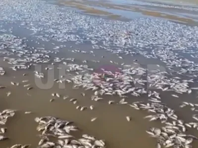 Аксаков күлендә балыҡтар күпләп һәләк булған