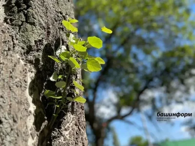 Республикаға ҡасан йылы көндәр килә