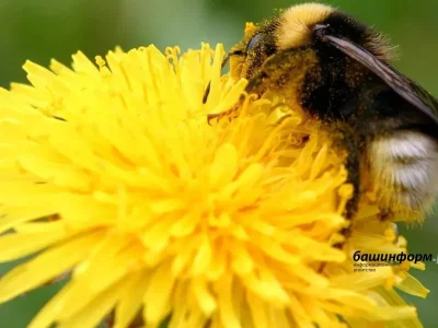 Башҡортостанда закон бал ҡорттарын күпләп һәләк булыуҙан яҡлай