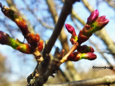 Башҡортостанда сакура сәскә атырға йыйына