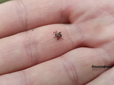 Өфө парктарында талпандарға ҡаршы көрәш башлана