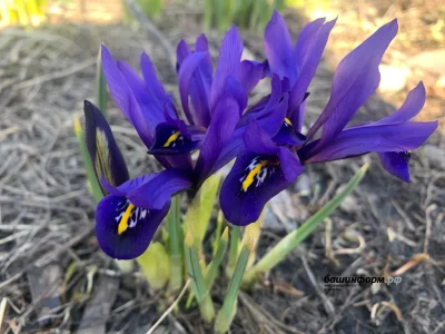 Йәнә +20°: Башҡортостанда йылы көндәр көтөлә