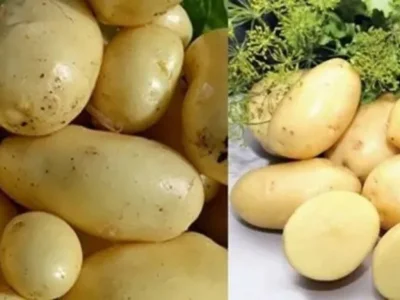 Был картуф сорттары 40 көндә өлгөрә!