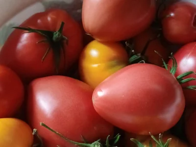 Биҙрәләп помидор йыйыу өсөн дүрт ябай кәңәш