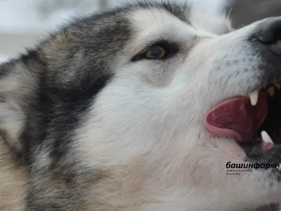 Өфөлә эттәрҙең кешеләргә ташланыу осраҡтары арта