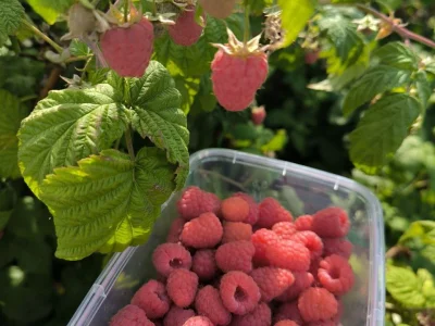 Ҡурай еләге эре булһын тиһәгеҙ...