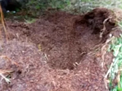 Башҡортостанда айыу ҡырмыҫҡа иләүен туҙҙырған