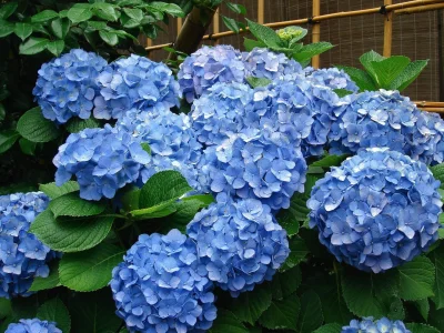 Гортензияны бик иртә асмағыҙ