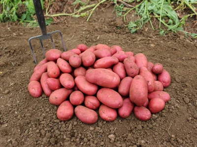 Ҡыҙыл картуфтың иң яҡшы сорттары