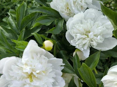 Пион сәскәһе ниндәй ашламаға мохтаж?