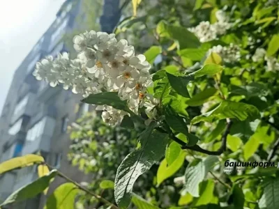 Башҡортостанда өс көнгә һауа торошо: ямғыр, йәшен һәм +22° тиклем йылыта