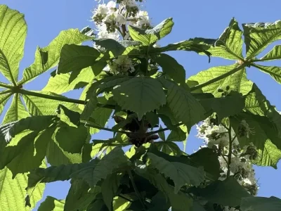 Баш ҡалала каштандар сәскә атҡан
