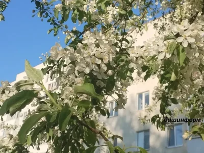 Башҡортостанда 8 майҙа эш көнө бер сәғәткә ҡыҫҡара