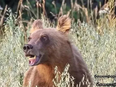 Башҡортостанда туристарҙы айыуҙарҙың әүҙемләшеүе тураһында иҫкәрттеләр