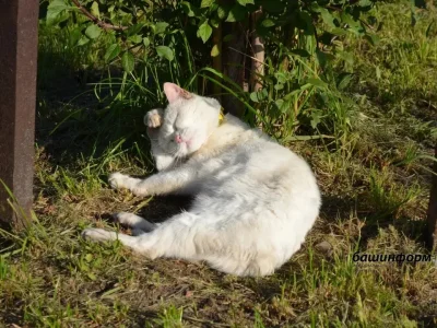 Башҡортостанға «әбейҙәр сыуағы» килә