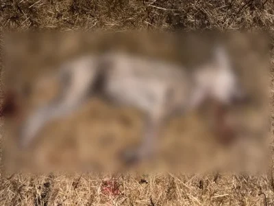 Йылайыр районында бүреләр ваҡ малды ҡырған