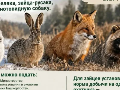Башҡортостанда һунарсыларға тәүлегенә бер ҡуян ауларға рөхсәт ителде